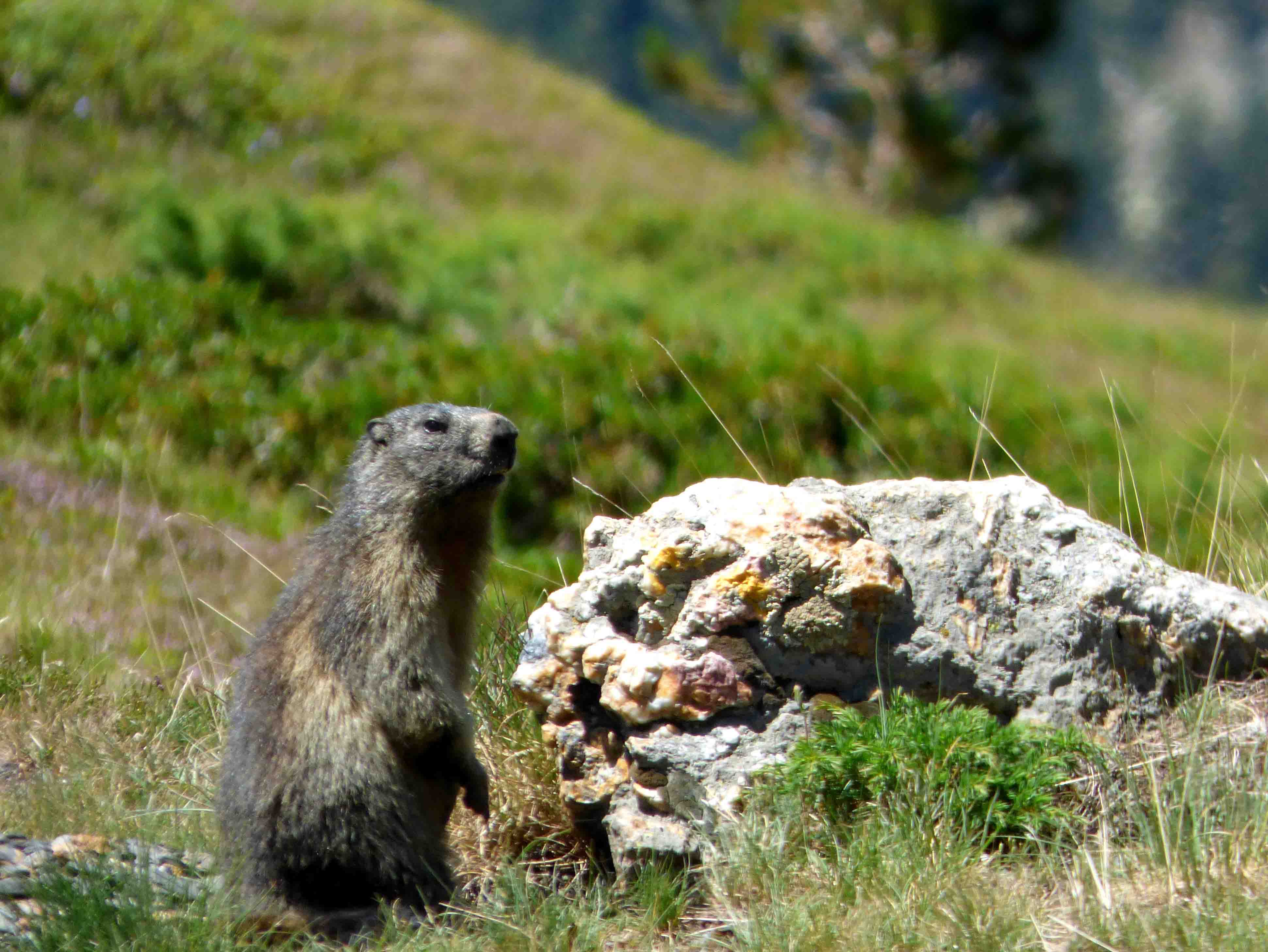 Marmotte GR10
