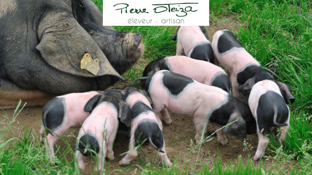 Dans le Pays basque, à la découverte du cochon Kintoa - Le Parisien